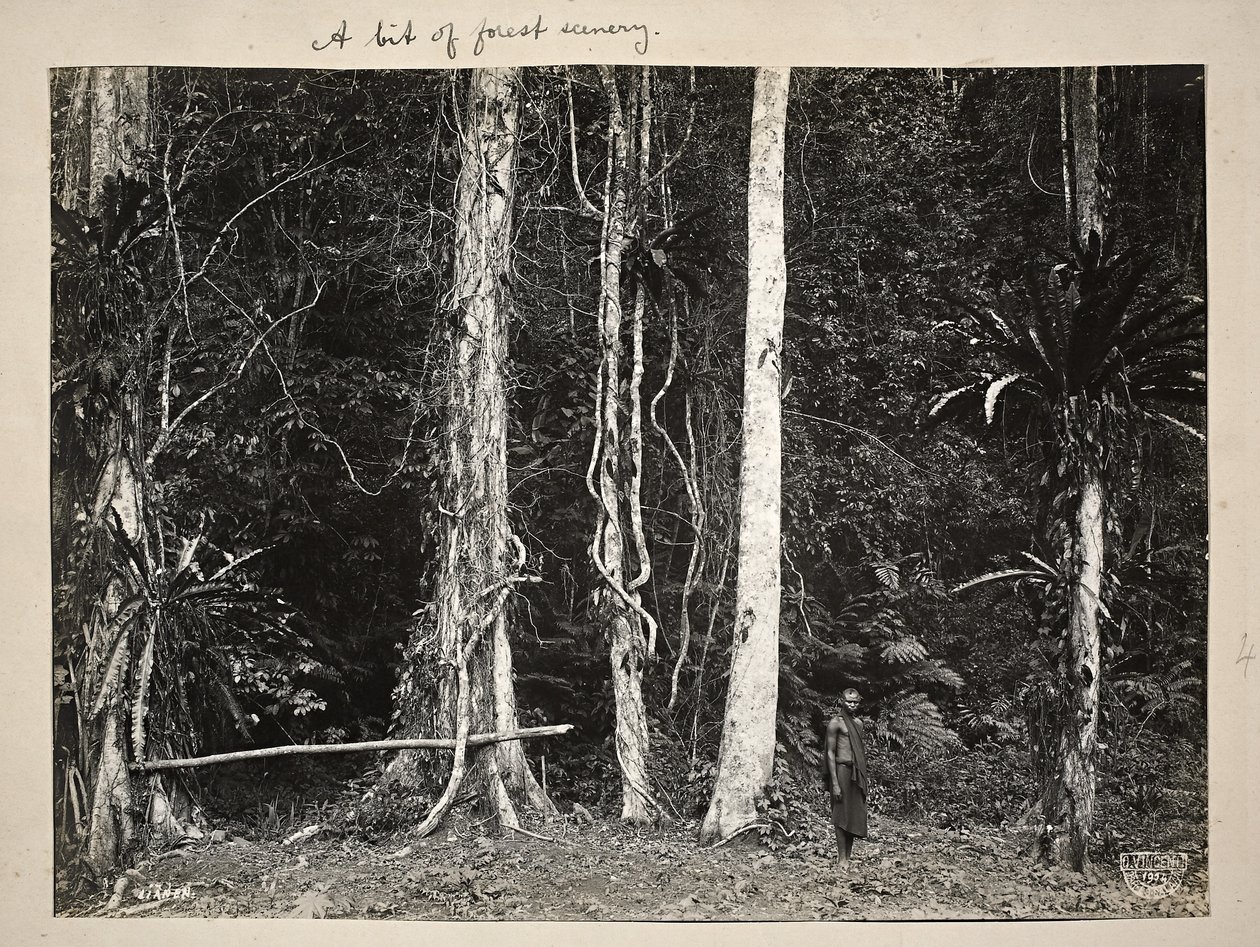 リアンネン、またはつる性植物、1904年（プラチナプリント） 作： カールビンセンチ