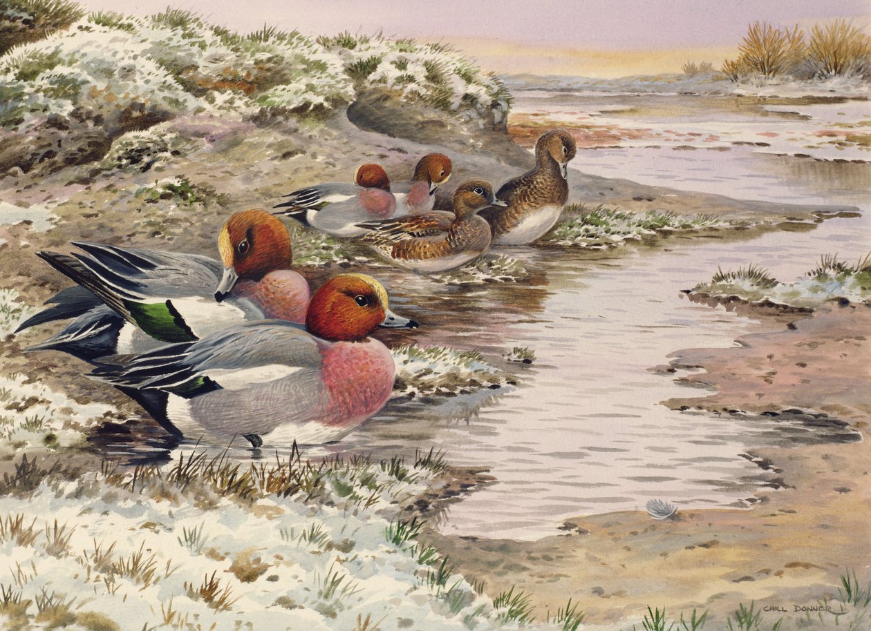 ウォッシュの夜明け-Wigeon 作： カール・ドナー