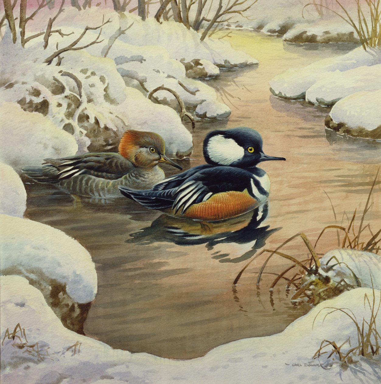 プールのフード付きMergansers 作： カール・ドナー