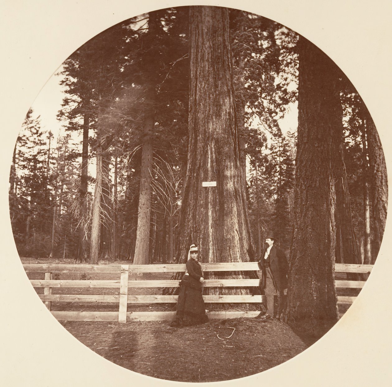 オールド・レッキー。 C.グローブ、カリフォルニア州。 1878年。 作： カールトン・エモンズ・ワトキンス