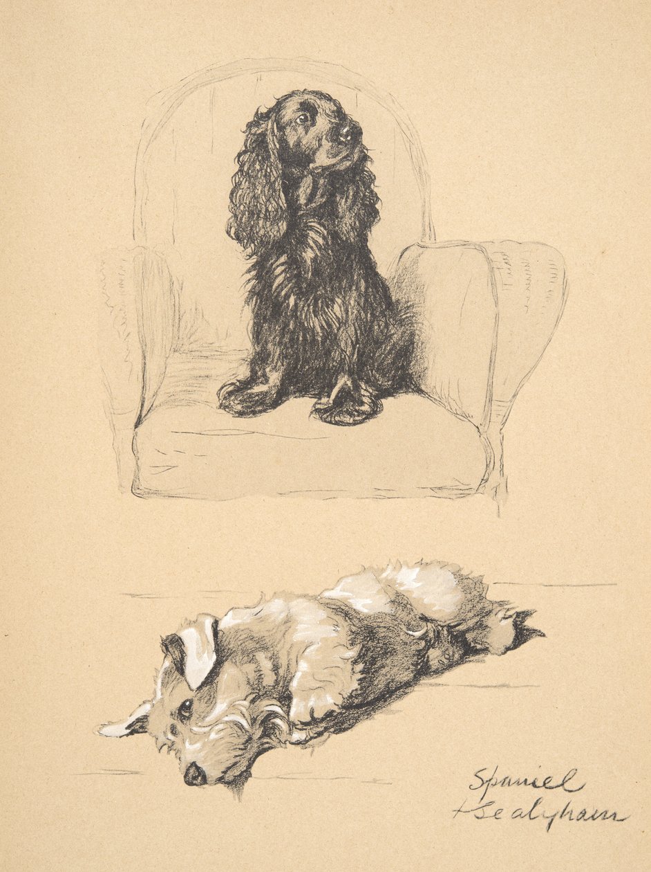 Spaniel and Sealyham、1930年、「Just Among Friends」に使用された彼のスケッチブックのイラスト、Aldin、Cecil Charles Windsor（1870-1935）、後にEyre and Spottiswoode Limitedによって発行、1934年、Chalk an 作： セシル・チャールズ・ウィンザー・アルディン