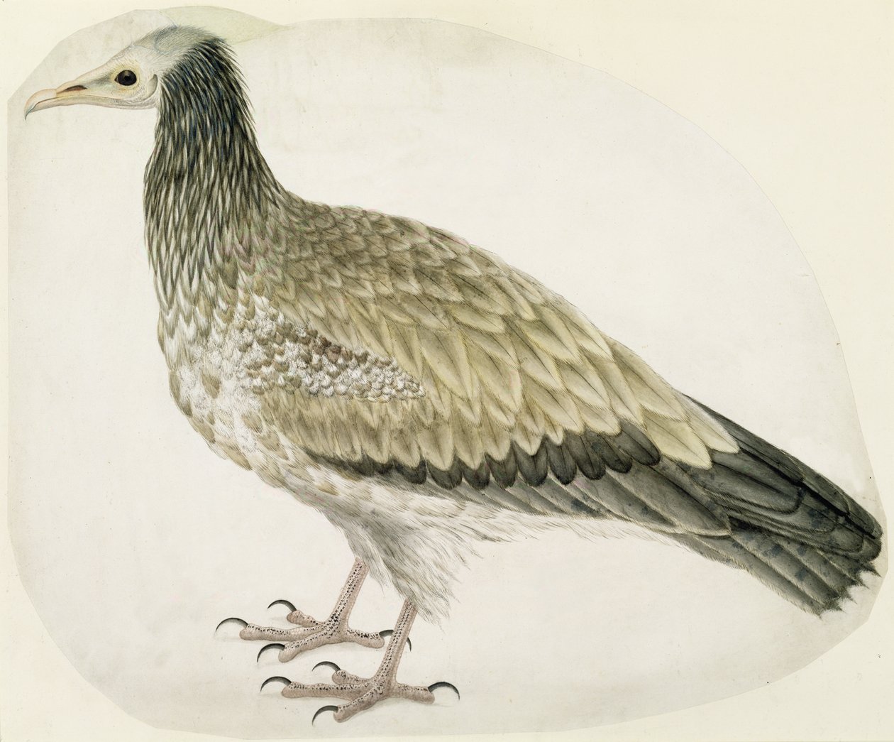 エジプトハゲワシ、c.1736（紙に傷を付けたインク、トイレ、グラファイト） 作： チャールズ・コリンズ