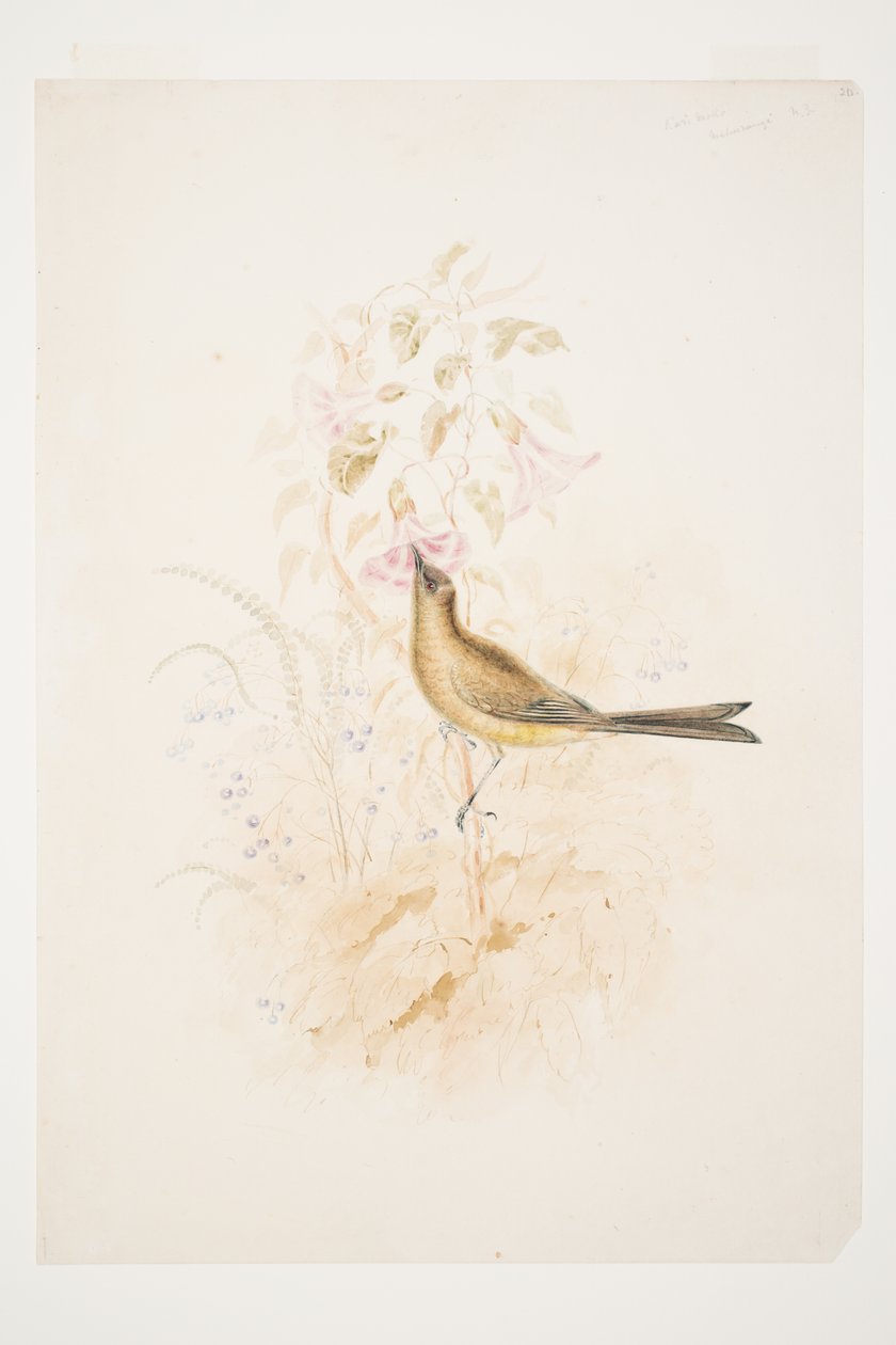Kari Mako（Korimako）Mahurangi NZ by Charles Heaphy 作： チャールズ・ヒーフィー