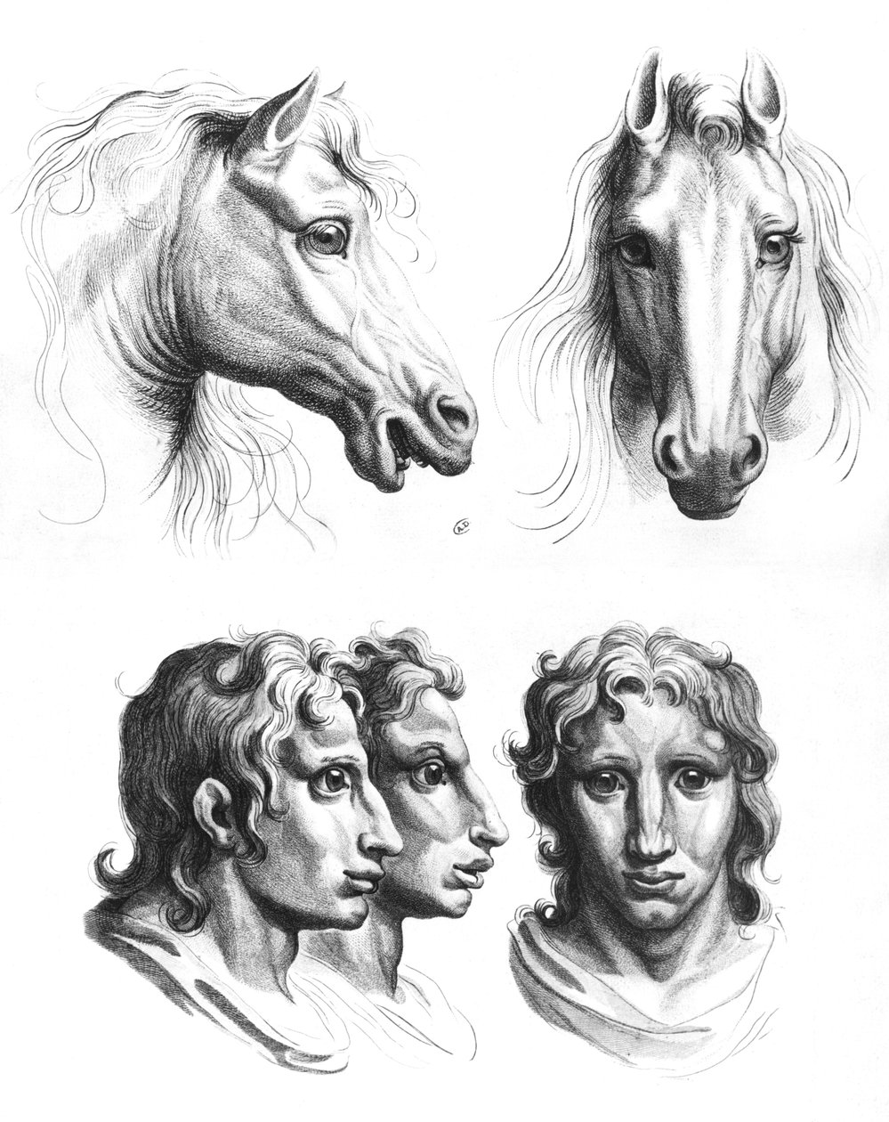 馬の頭と男性の頭の類似点、ルブランの「描き始めた人のための肖像画の本」から 作： チャールズ・ル・ブラン