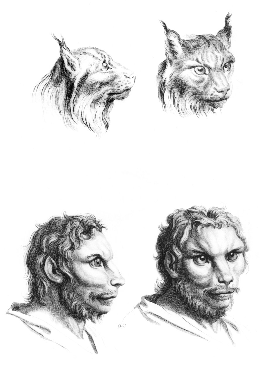 ル・ブランの「描き始めた人のためのポートレートブック」からのオオヤマネコの頭と男性の類似点 作： チャールズ・ル・ブラン