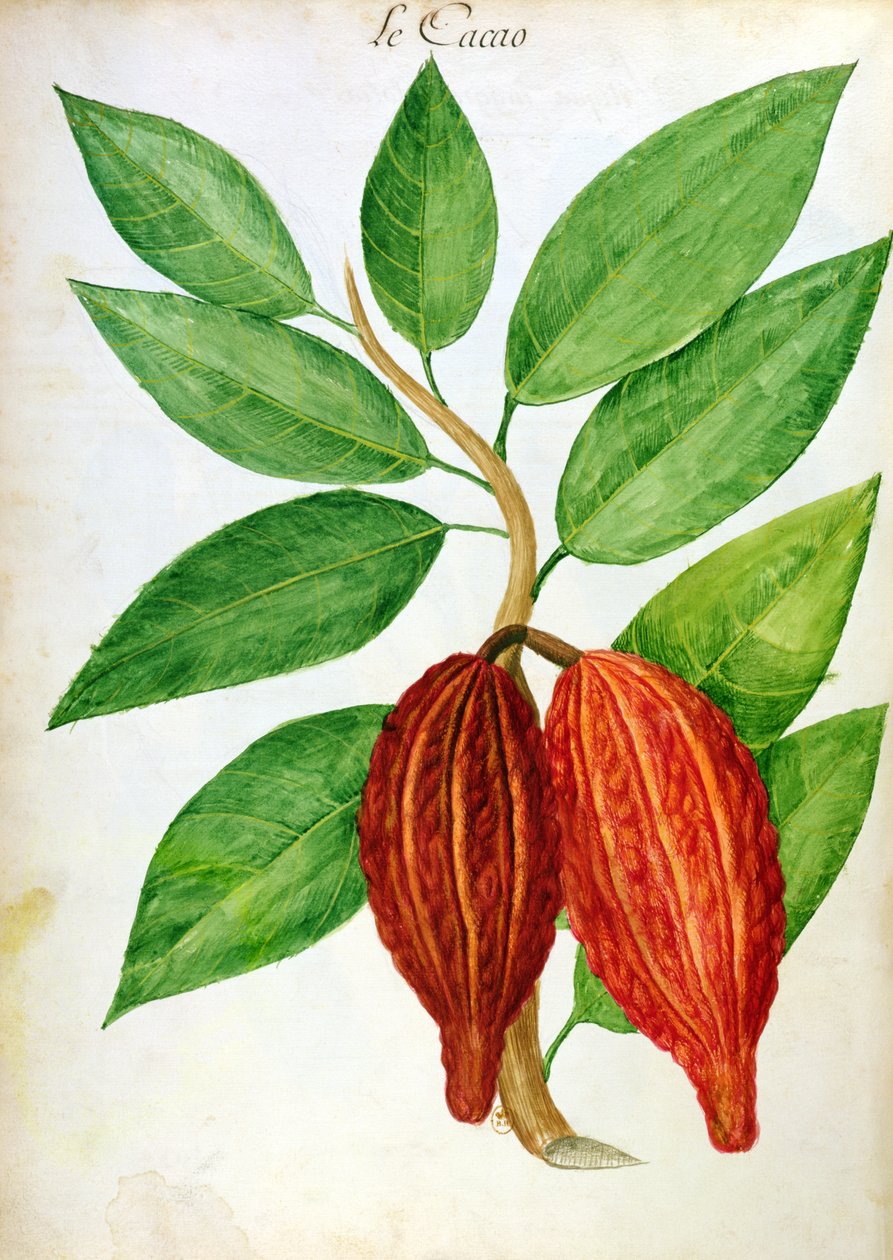 カカオ、アンティル諸島の植物と文明に関する原稿から、1686年頃 作： チャールズ・プルミエ