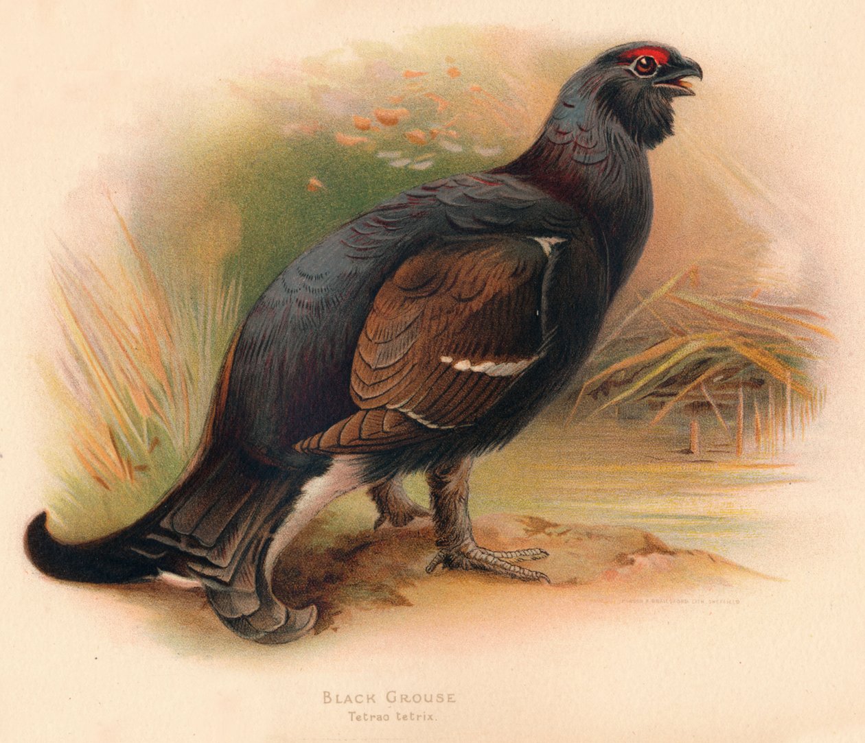 黒ライチョウTetrau tetrix、1900、1900 作： チャールズ・ウィンパー