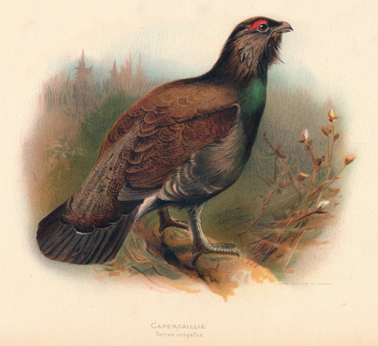 Capercaillie Tetrao urogallus、1900年、1900年 作： チャールズ・ウィンパー