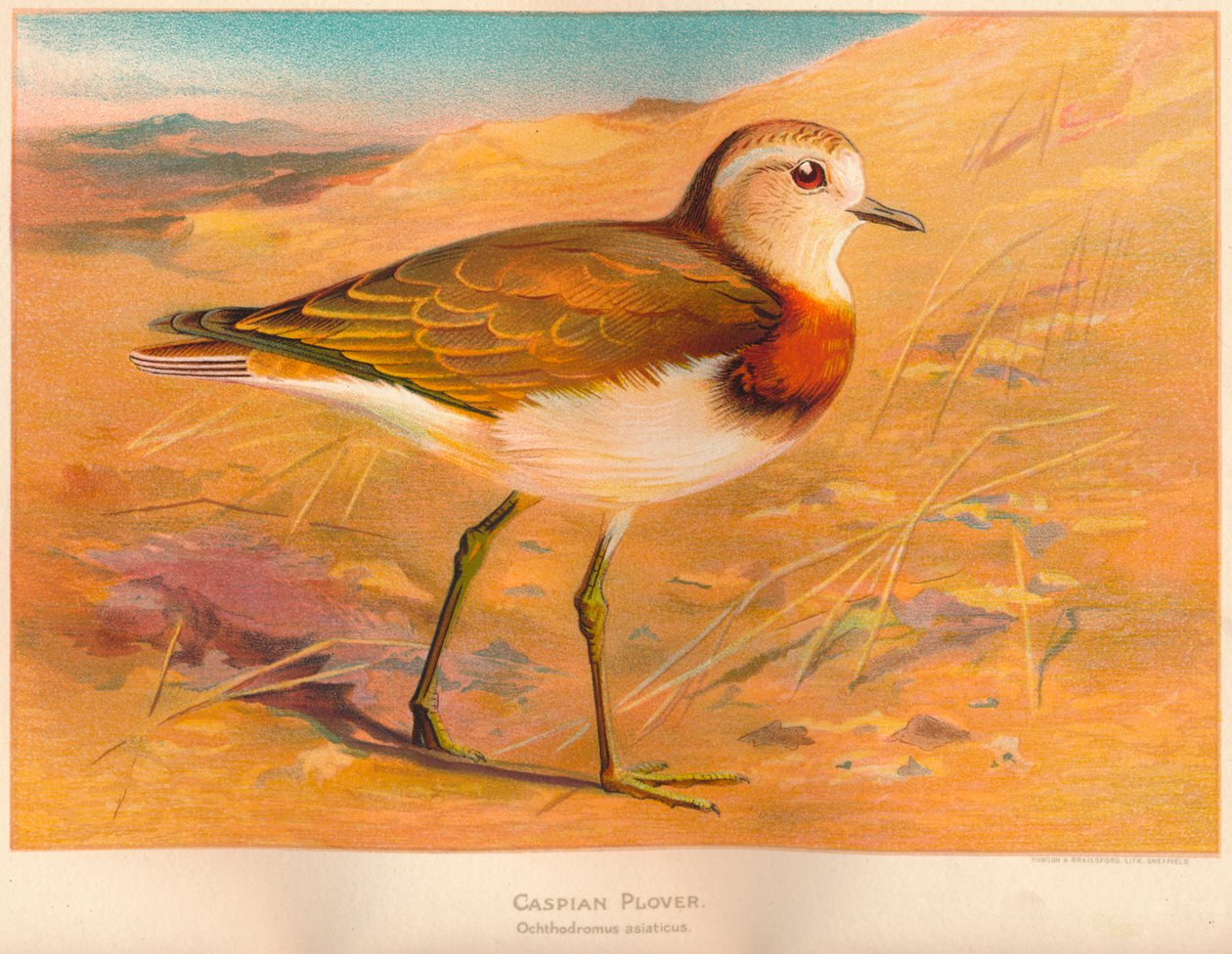 カスピ海の千鳥Ochthodromus asiaticus、1900年、1900年 作： チャールズ・ウィンパー