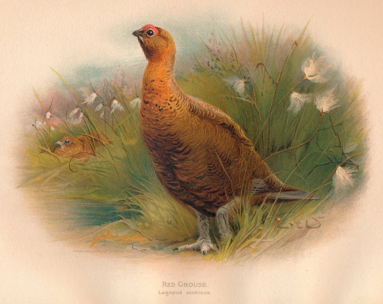 アカライチョウLagopus scoticus、1900年、1900年 作： チャールズ・ウィンパー