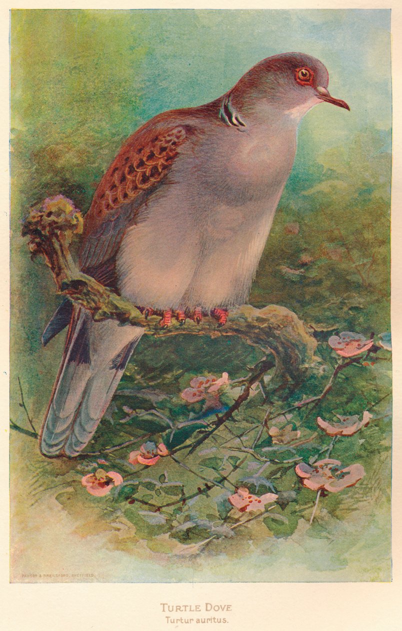 Turtle Dove Turtle anritns、1900、1900 作： チャールズ・ウィンパー
