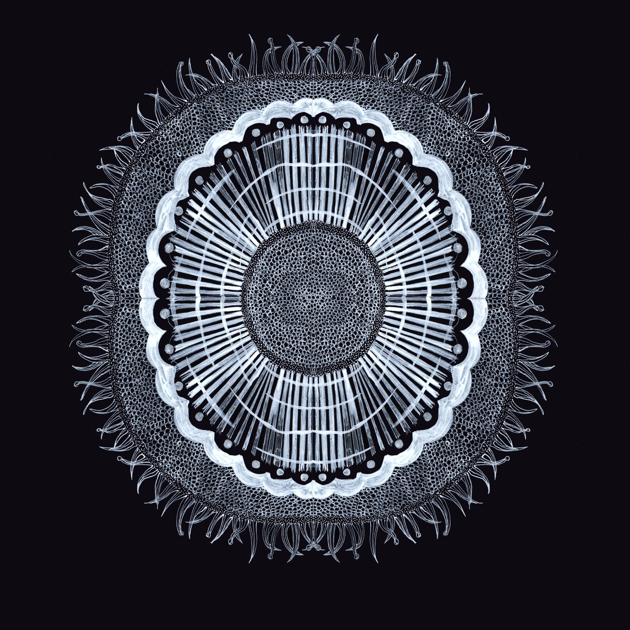 Plant Cell 0.2, 2019 (ペンとインク) 作： Charlotte Orr