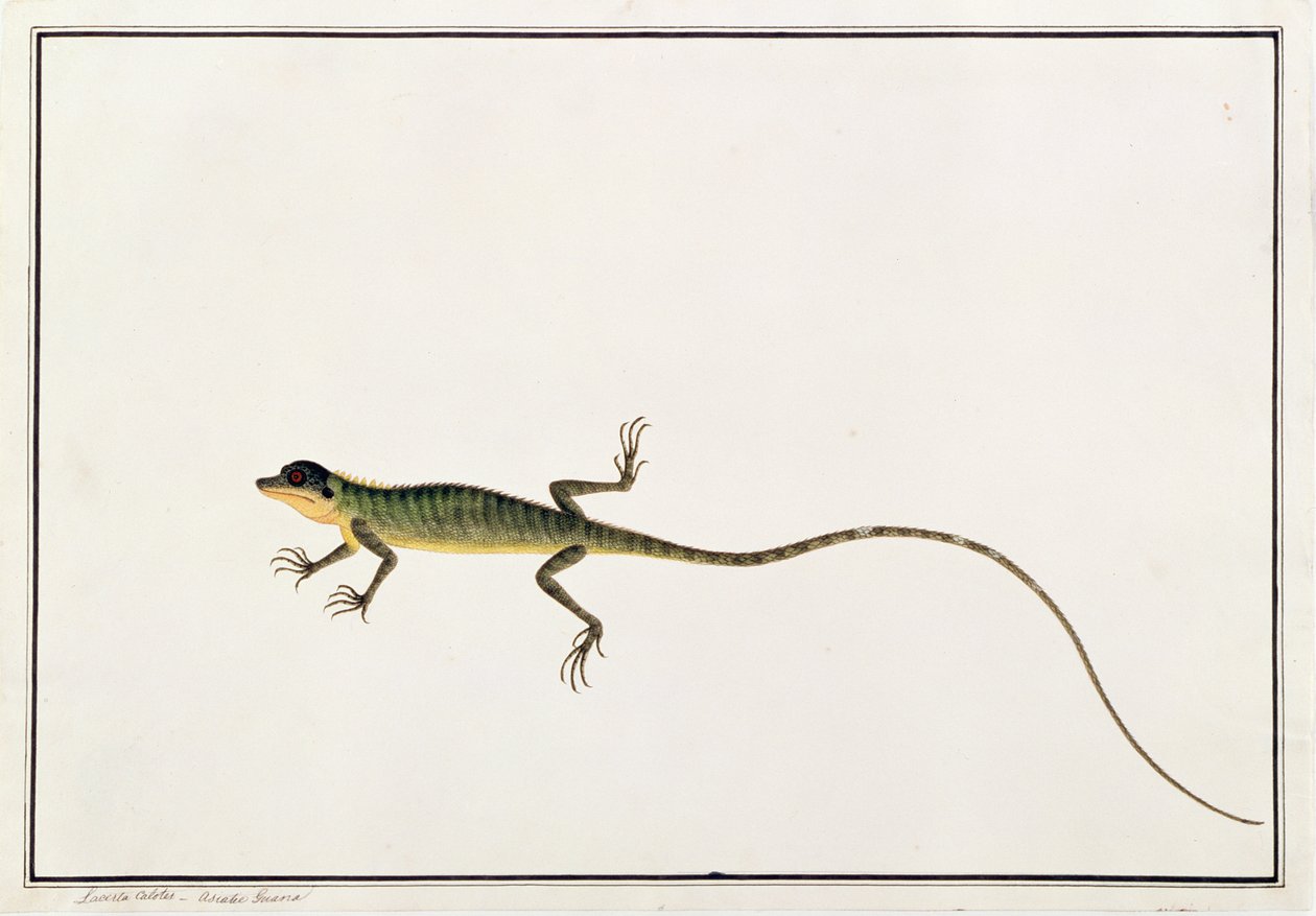 マラッカの動物、昆虫、爬虫類の絵からのアジアティックグアナ、ラセルタカロテス、1805年から18年頃（紙と紙、ガッシュ） 作： 中国語学校