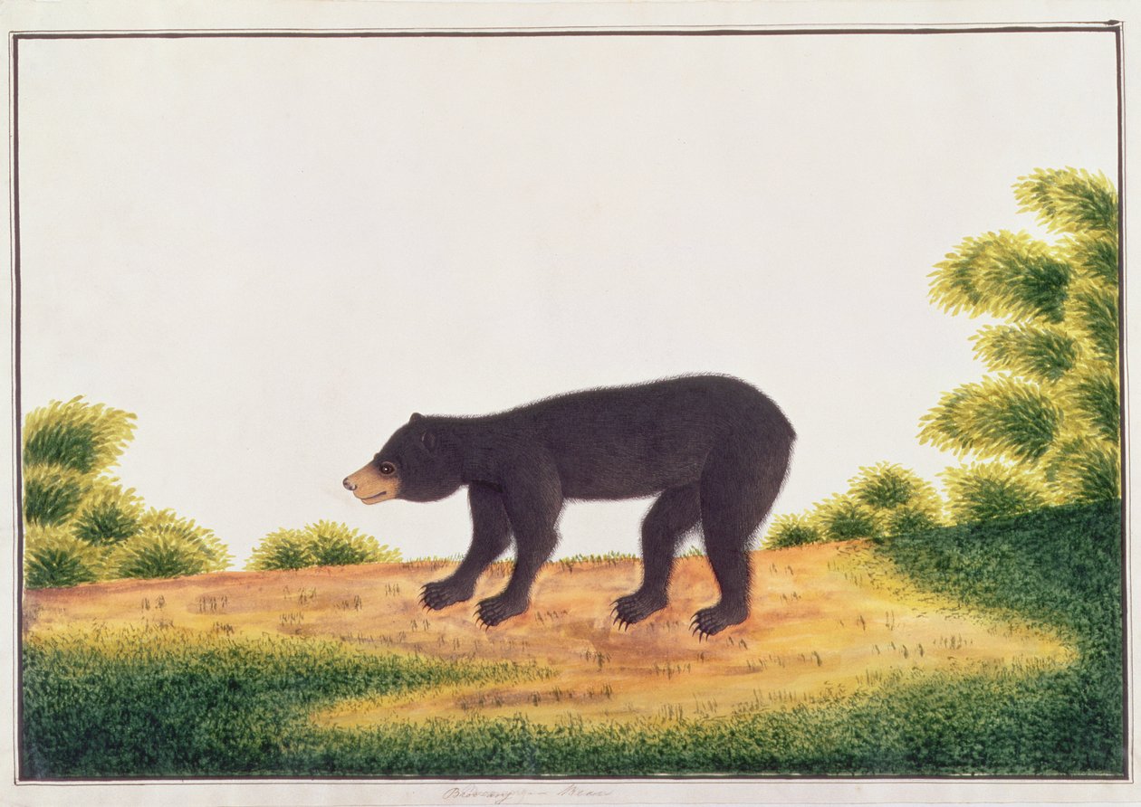 クマ、ブローアン、動物、昆虫、爬虫類の絵からマラッカ、c.1805-18（紙とトイレとガッシュ） 作： 中国語学校