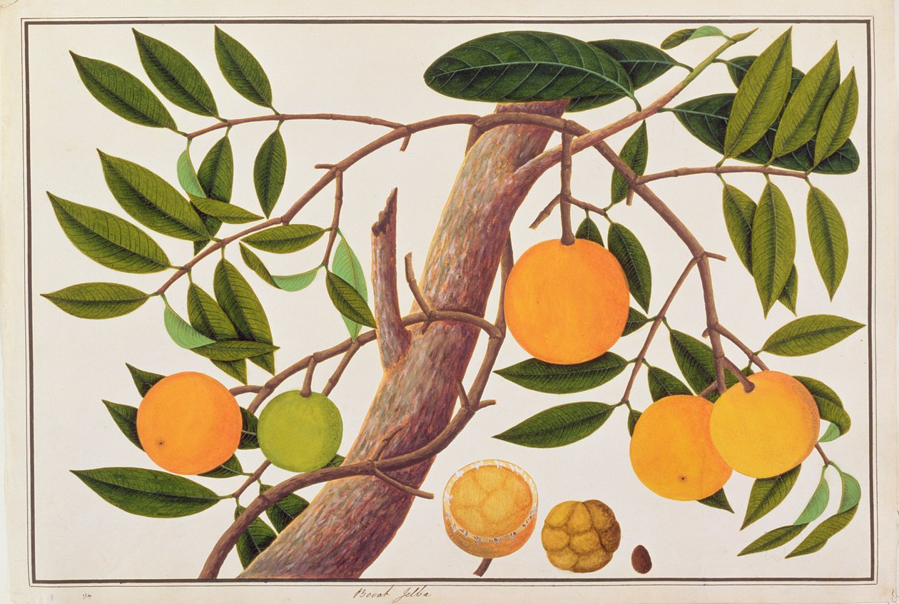 Booah Jebba、マラッカの植物の絵、c.1805-18（紙にトイレ） 作： 中国語学校