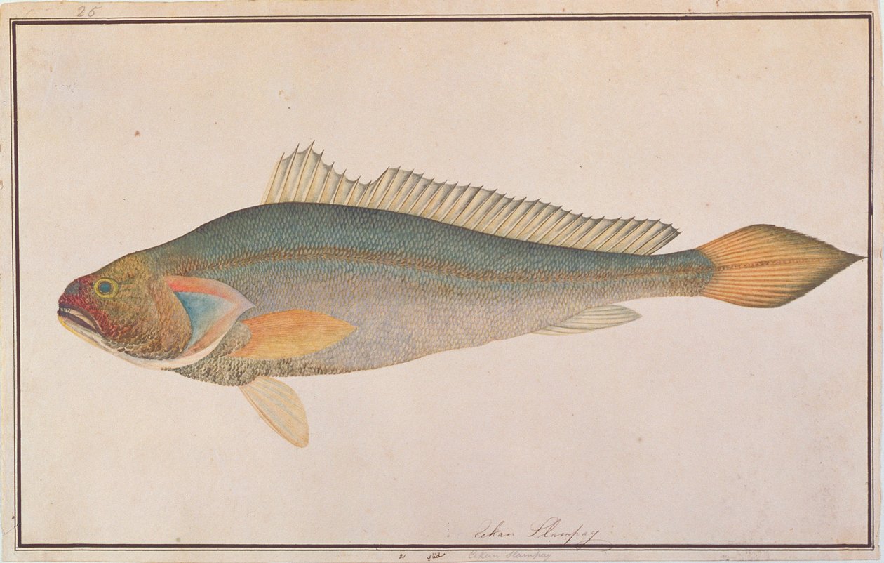 ブロッカクローカー、マラッカの魚の絵、1805-18年頃（紙にトイレ） 作： 中国語学校