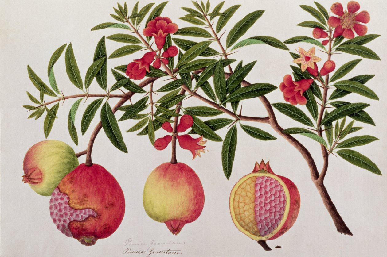 Bua KlitchieまたはCaesalpinia bonduccella、マラッカの植物の絵、c.1805-18（紙のトイレ） 作： 中国語学校