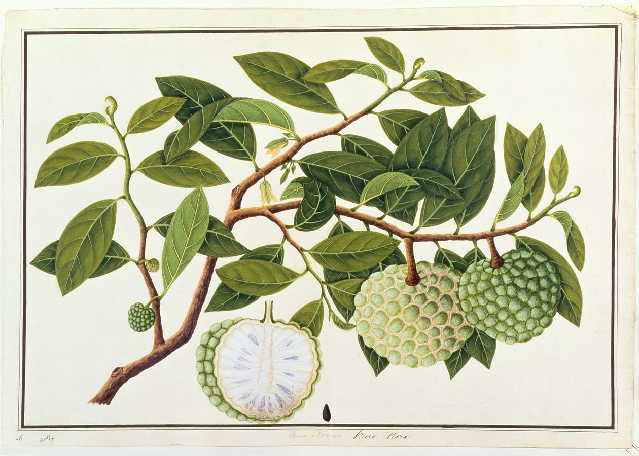 マラッカの植物の絵からのブアノラ、1805-18年頃（紙にWC） 作： 中国語学校