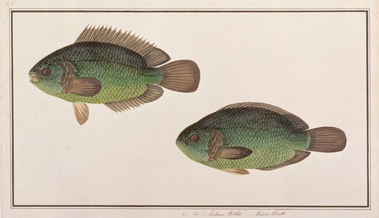 登山止まり木、マラッカの魚の絵、1805-18年頃（紙にトイレ） 作： 中国語学校