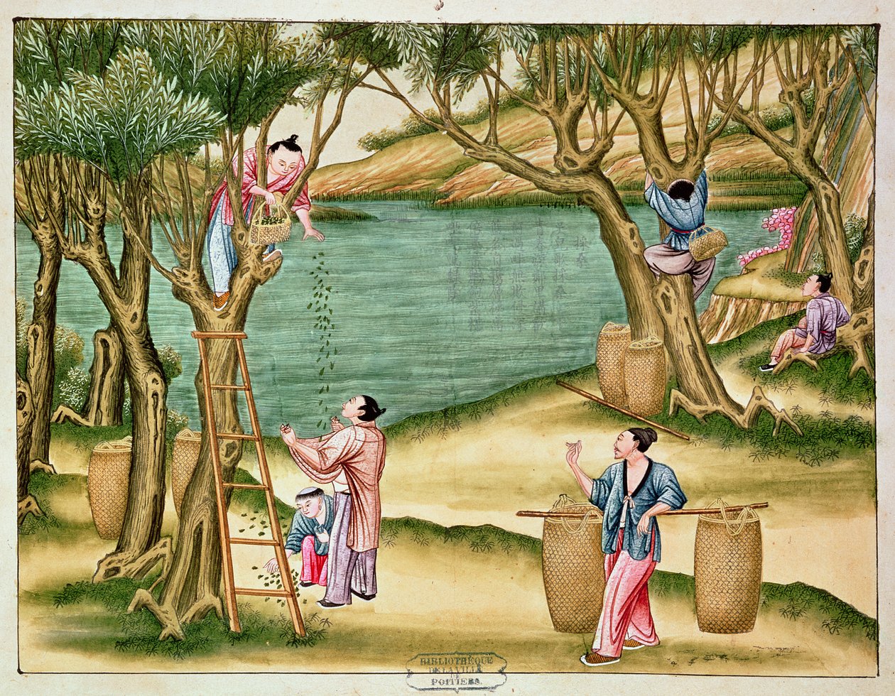 絹産業の本から桑を収集 作： 中国語学校