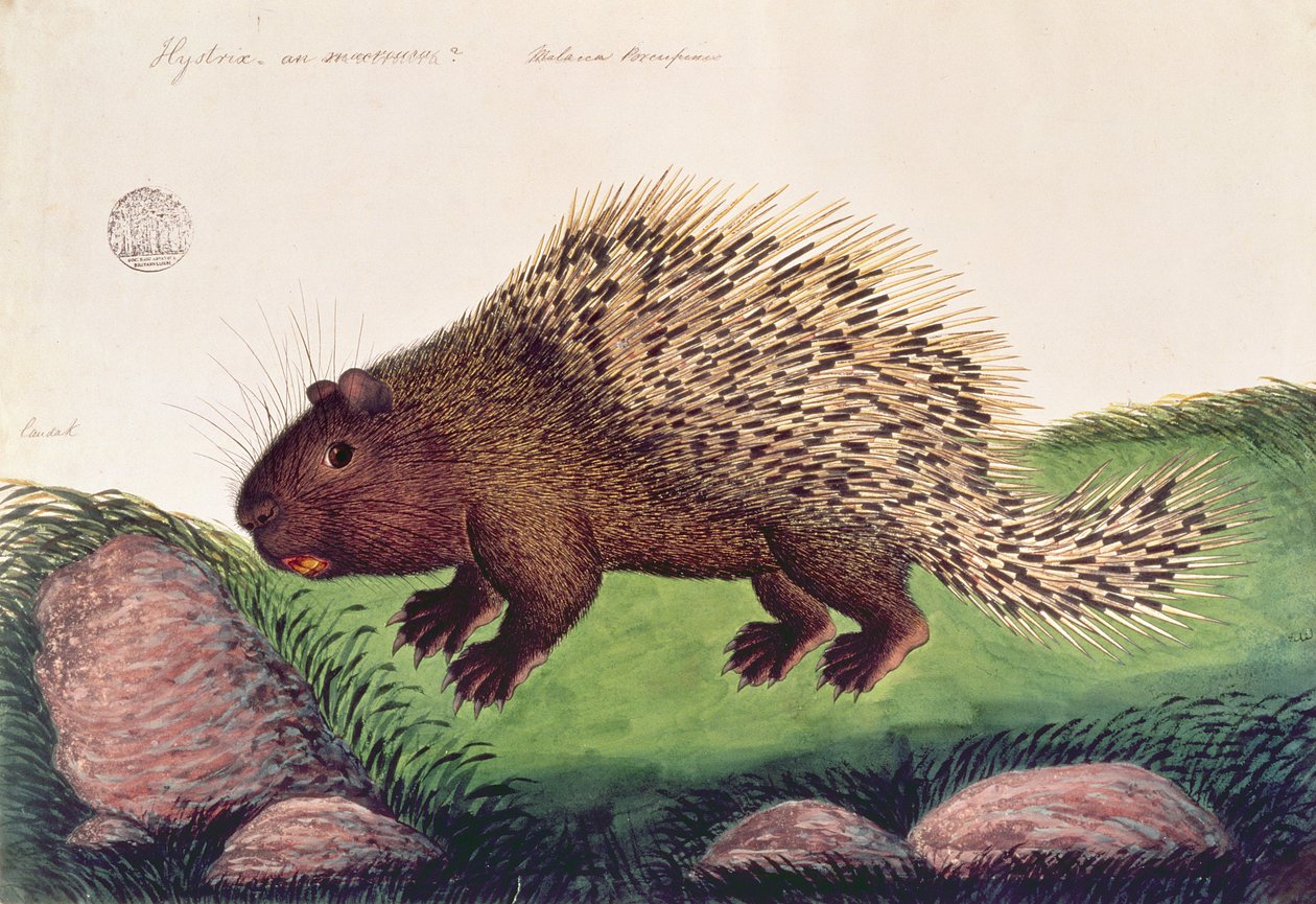 マラッカの動物、昆虫、爬虫類の絵からのダンマイバトゥー、c.1805-18（紙にガッシュとトイレ） 作： 中国語学校