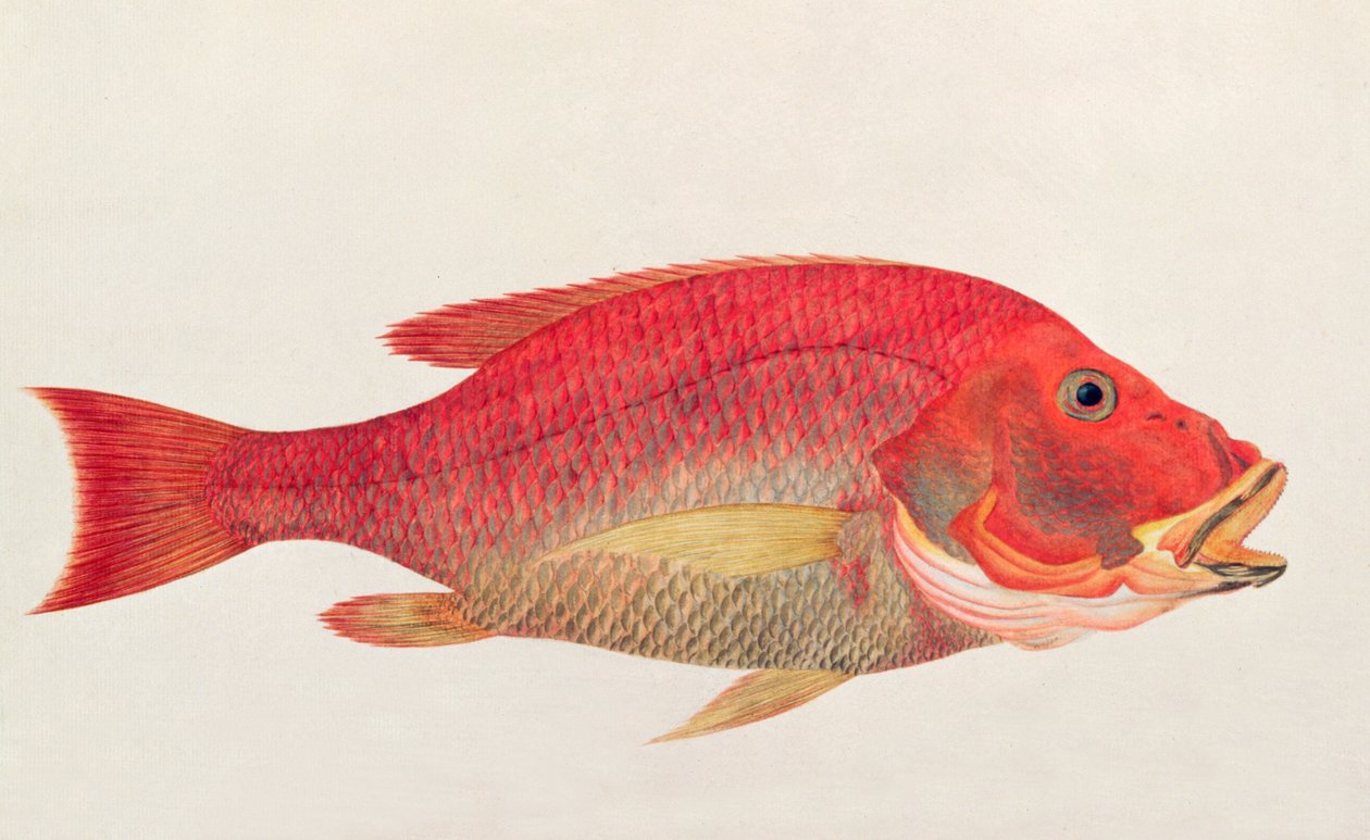 Eekan Bambangan、マラッカの魚の絵、c.1805-18（紙にトイレ） 作： 中国語学校