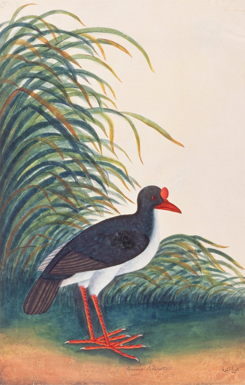 ユーラシアミヤコドリ、マラッカの鳥の絵、1805-18年頃（紙にトイレ） 作： 中国語学校