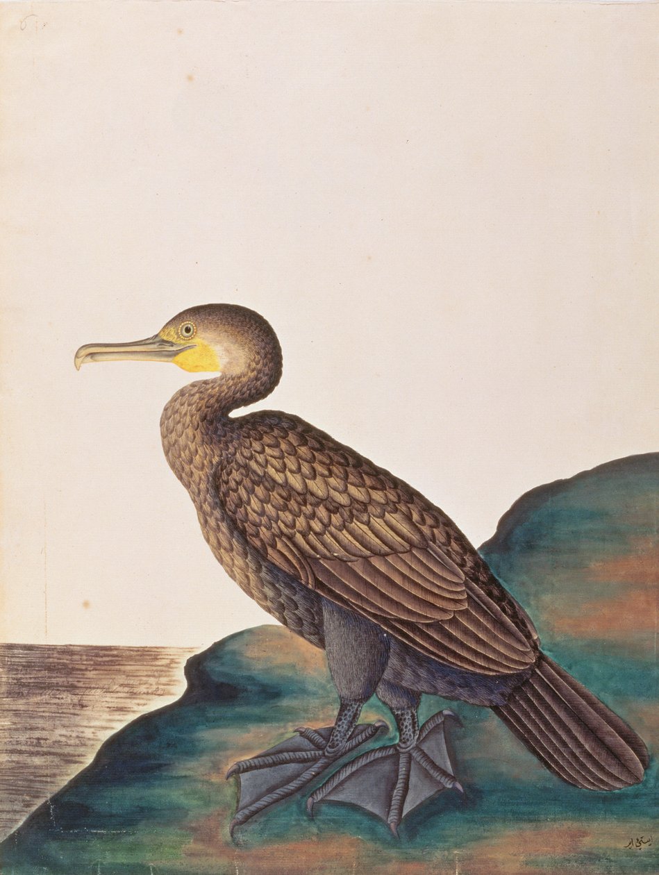 マラッカの鳥の絵からのカワウ、1805-18年頃（紙にトイレ） 作： 中国語学校