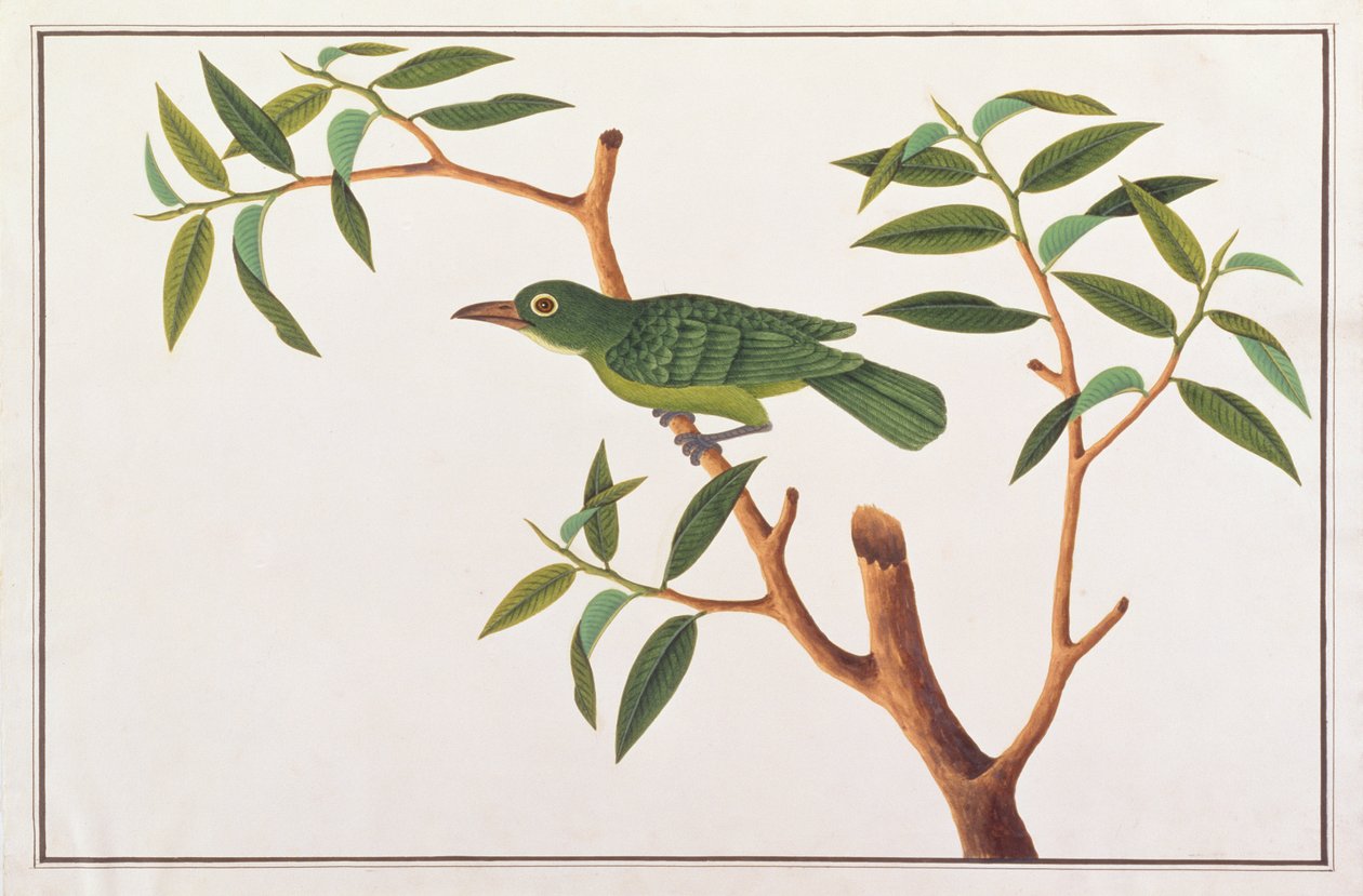 大きい緑の葉鳥、マラッカの鳥の絵、1805-18年頃（紙にトイレ） 作： 中国語学校