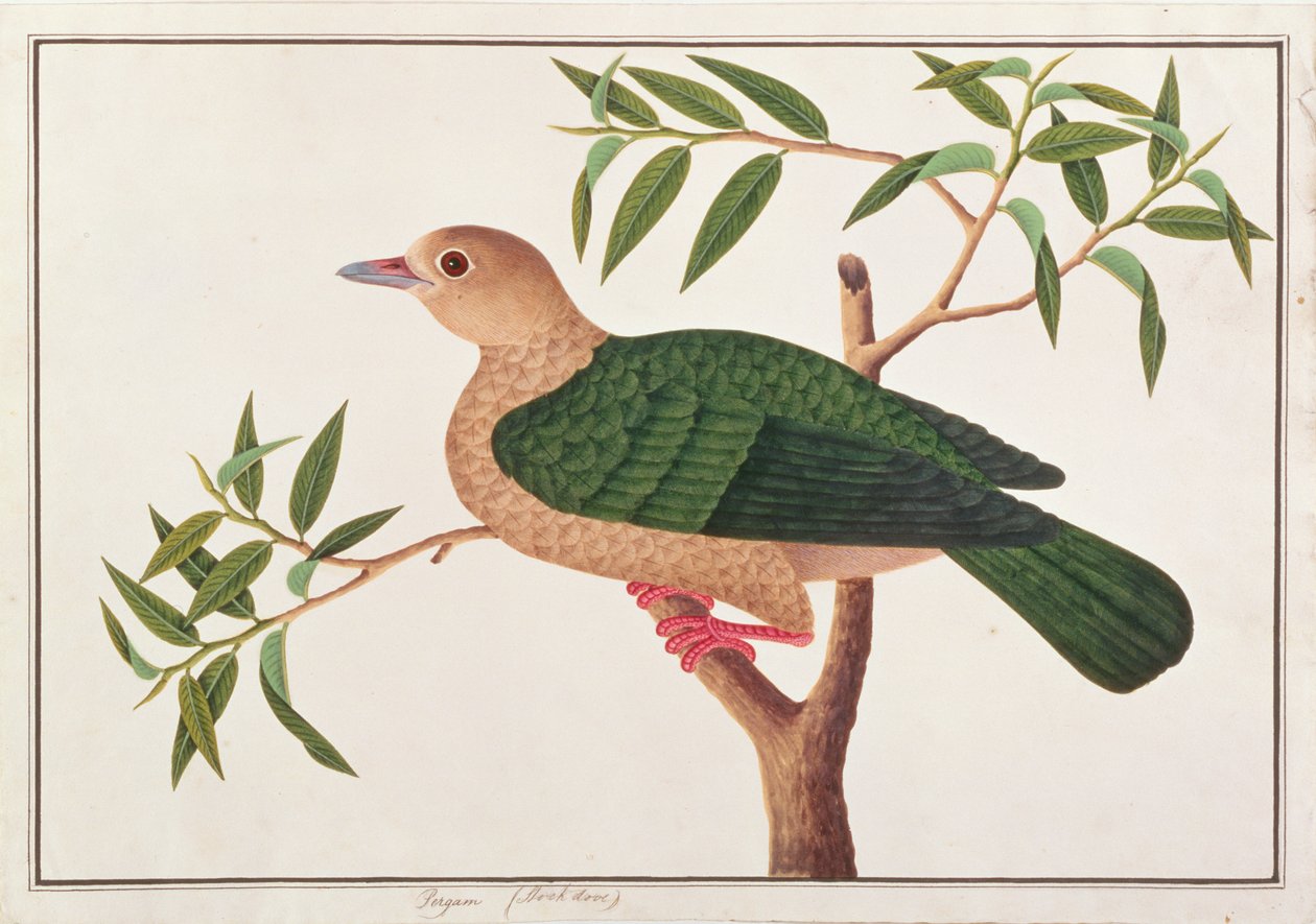 マラッカの鳥の絵からのグリーンインペリアルピジョン、c.1805-18（紙にトイレ） 作： 中国語学校