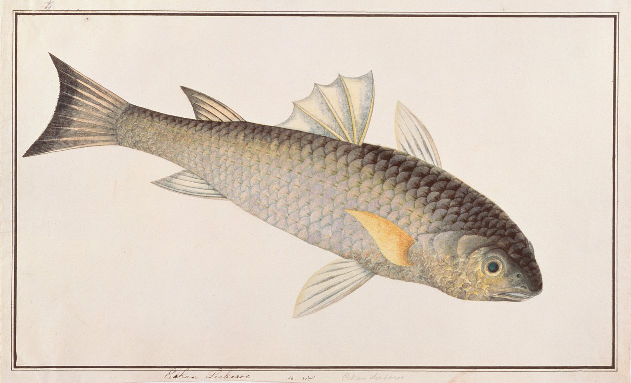 グレイ・ボラ、マラッカの魚の絵、1805-18年頃（紙にトイレ） 作： 中国語学校
