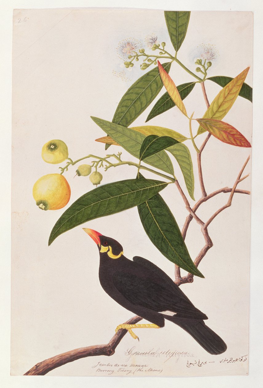 ヒルマイナ、マラッカの鳥の絵、1805-18年頃（紙にwc） 作： 中国語学校