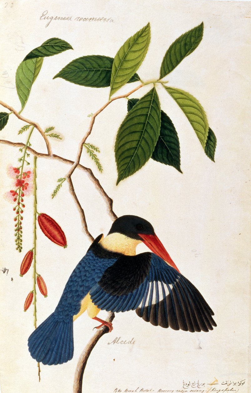 カワセミまたはAlced、Poko Booah Pootal、Boorong radja oodang、マラッカの鳥の絵、c.1805-18（紙にトイレ） 作： 中国語学校