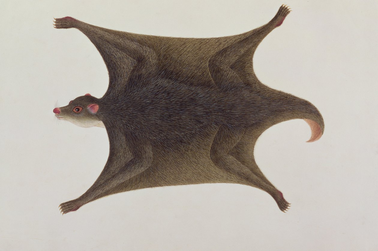 マラッカの動物、昆虫、爬虫類の絵、1805〜18年頃、マカニーのクーロン（マレー語）キツネザル（c.1805-18）（紙とトイレとガッシュ） 作： 中国語学校