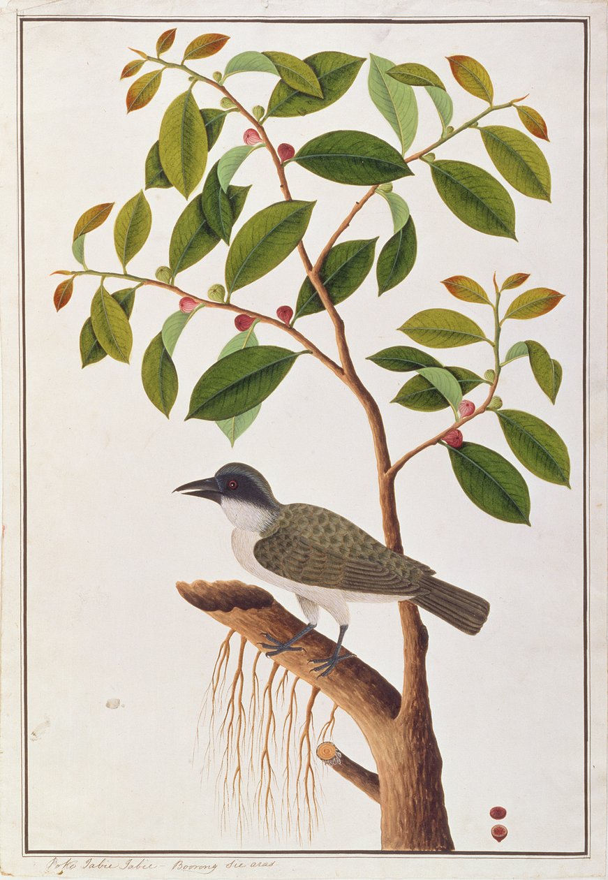 マラッカの鳥の絵からの大きなウッドシェイク、1805-18年頃（紙にトイレ） 作： 中国語学校