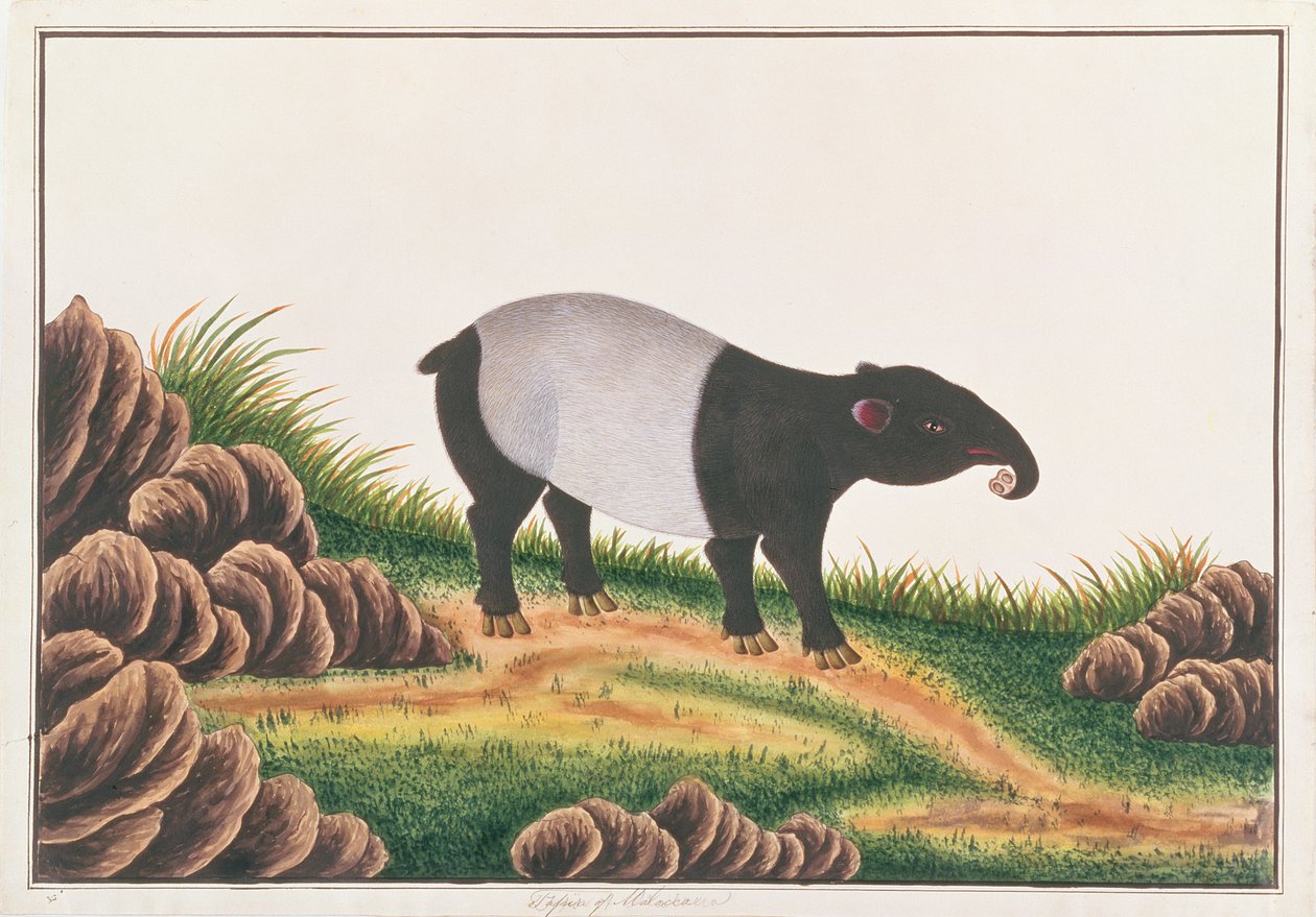マレーバク、マラッカの動物、昆虫、爬虫類の絵、1805-18年頃（紙＆ガッシュ紙） 作： 中国語学校