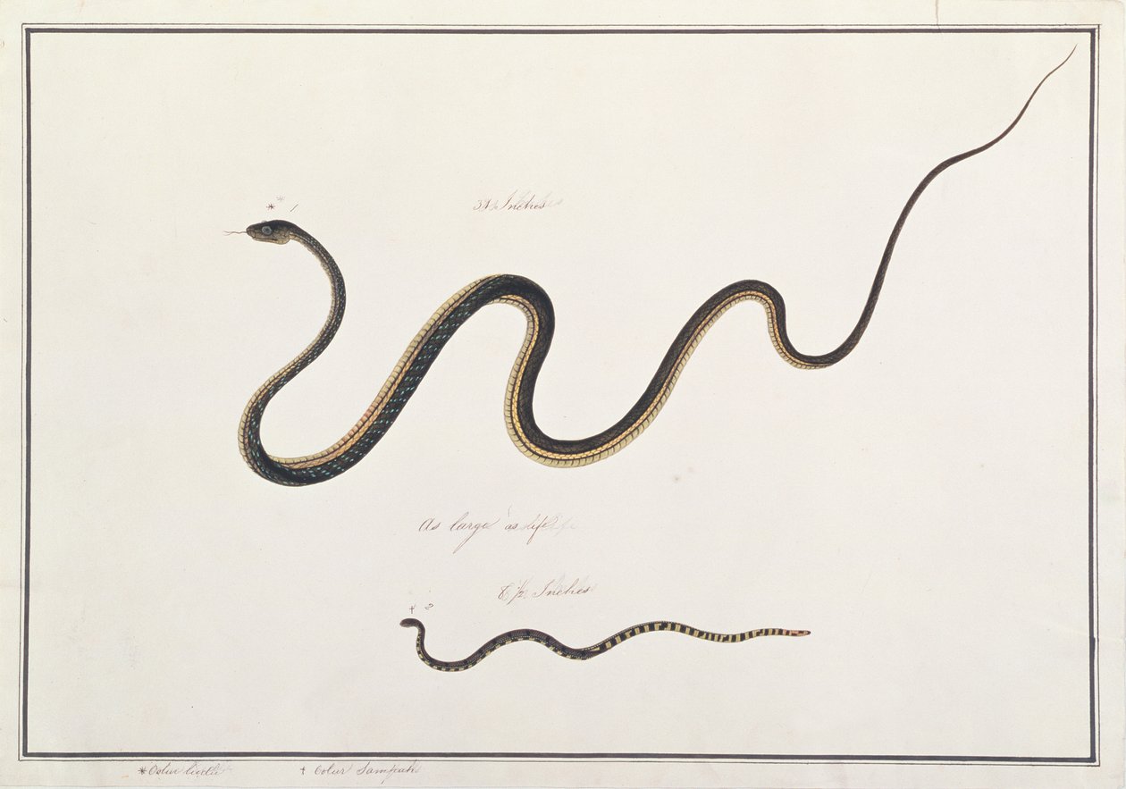 マラッカの動物、昆虫、爬虫類の絵からの縞模様のマレー珊瑚ヘビによるブロンズバックの絵、1805-18年頃（紙と紙とガッシュ） 作： 中国語学校