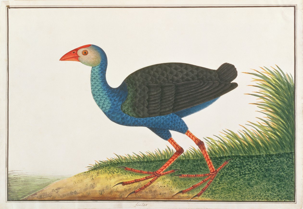 紫のスワムフェン、マラッカの鳥の絵、1805-18年頃（紙にトイレ） 作： 中国語学校