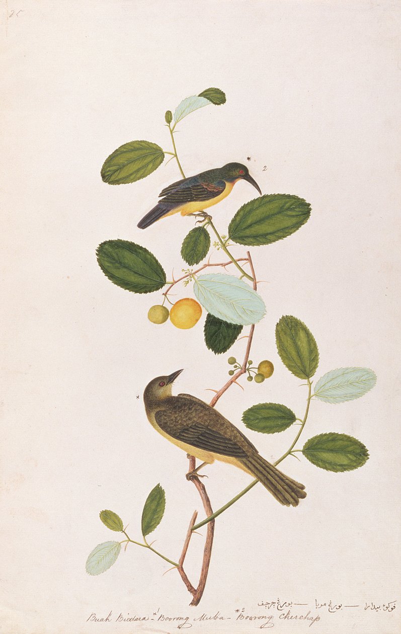 マラッカの鳥の絵、1805-18年頃（紙にトイレ） 作： 中国語学校