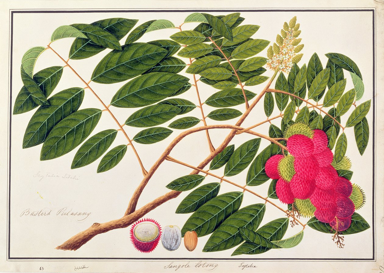 Sangole latong、マラッカの植物の絵、c.1805-18（紙にトイレ） 作： 中国語学校
