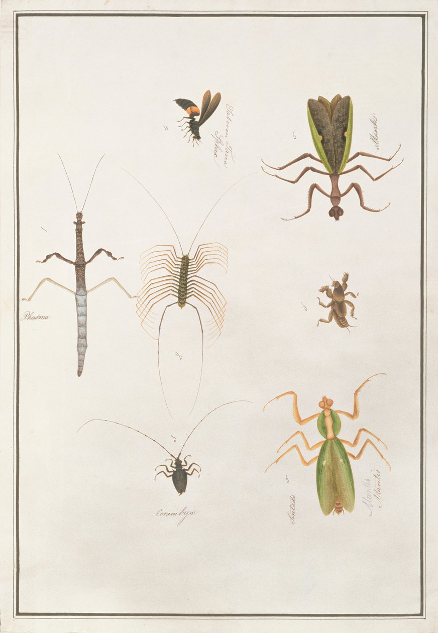 マラッカの動物、昆虫、爬虫類の絵からの6節足動物、c.1805-18（紙とトイレとガッシュ） 作： 中国語学校