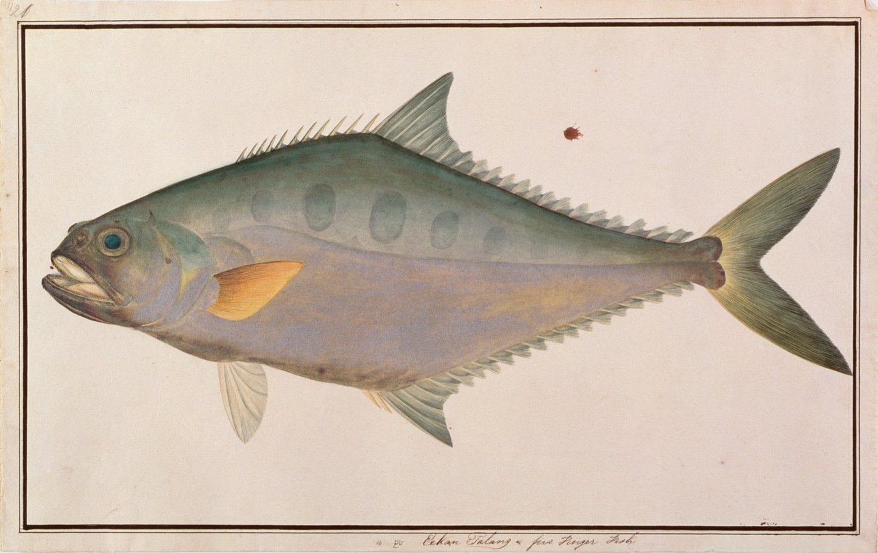 タランクイーンフィッシュ、マラッカの魚の絵、1805-18年頃（紙にトイレ） 作： 中国語学校
