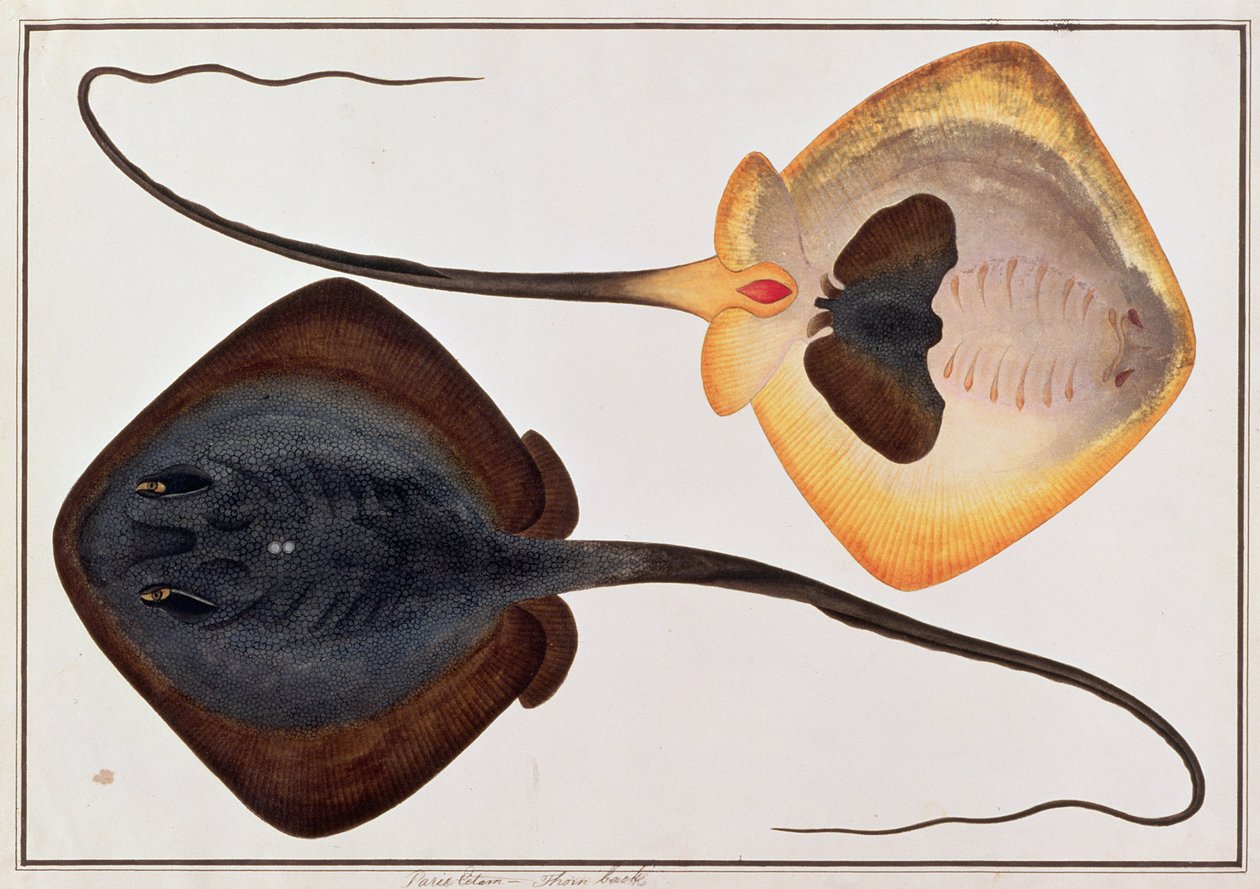 マラッカの魚の絵、1805-18年頃、パリエタム、ソーンバックフィッシュ（紙にトイレ） 作： 中国語学校
