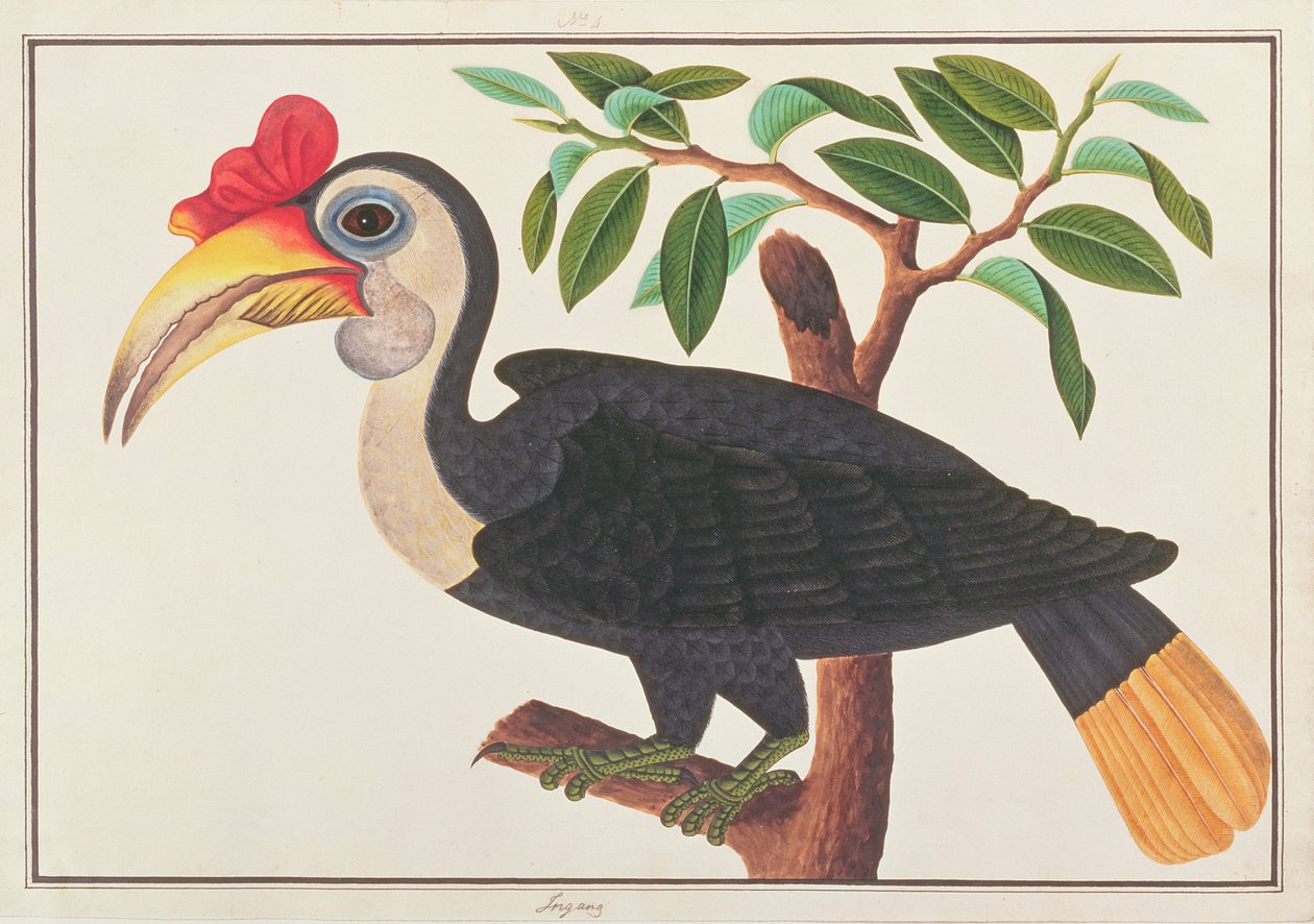 しわのあるサイチョウ、マラッカの鳥の絵、1805-18年頃（紙にトイレ） 作： 中国語学校
