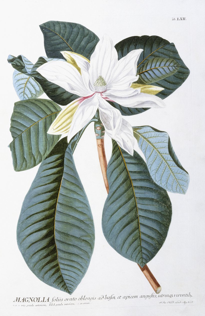 マグノリア、1750-1773 作： クリストフ・ジェイコブ・トリュー