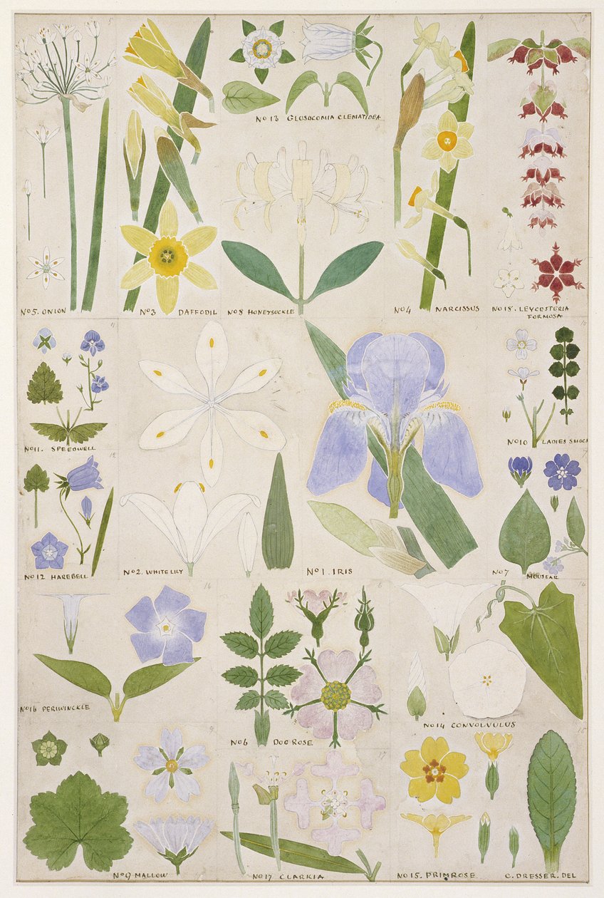 植物のイラスト、オーエンジョーンズ（1809-74）「装飾の文法」、1856（鉛筆、WC）のオリジナル 作： クリストファー・ドレッサー