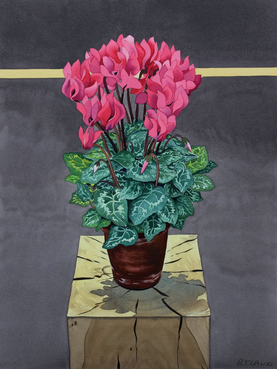 シクラメンの静物画（水彩・紙 作： クリストファー・ライランド