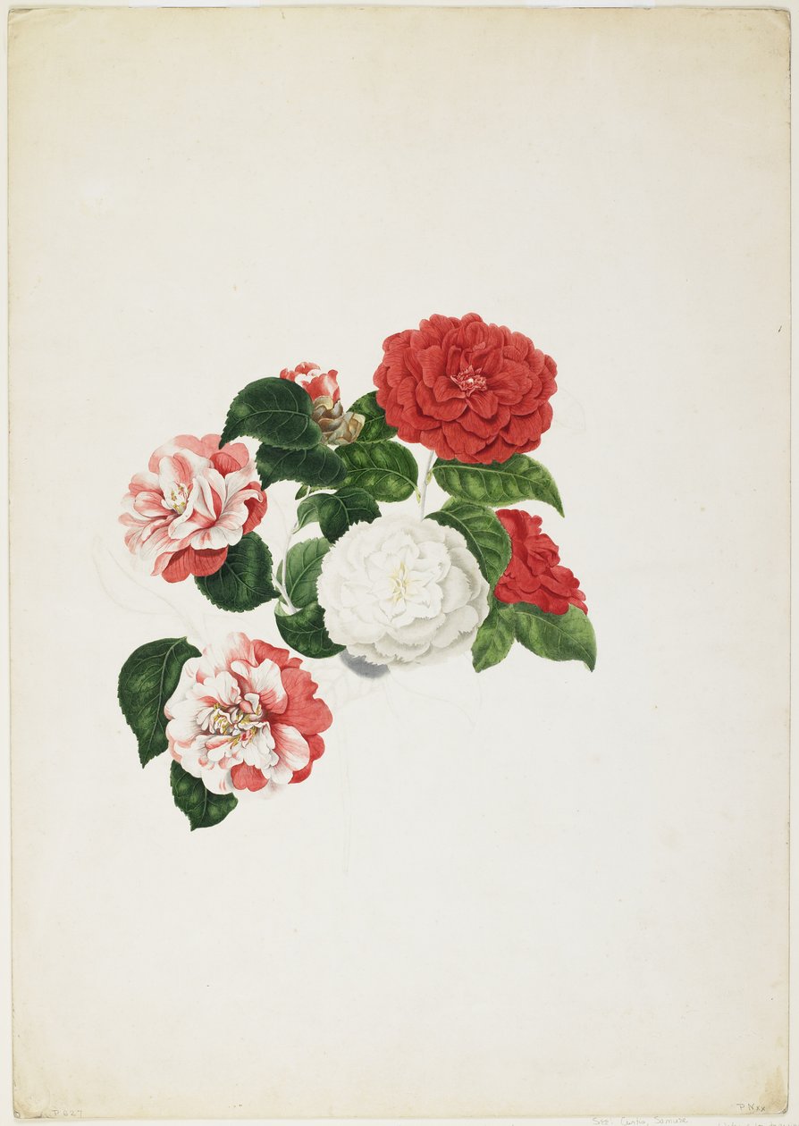一般的なツバキ（Camellia japonica）（紙と紙とグラファイト） 作： クララ・マリア・ポープ
