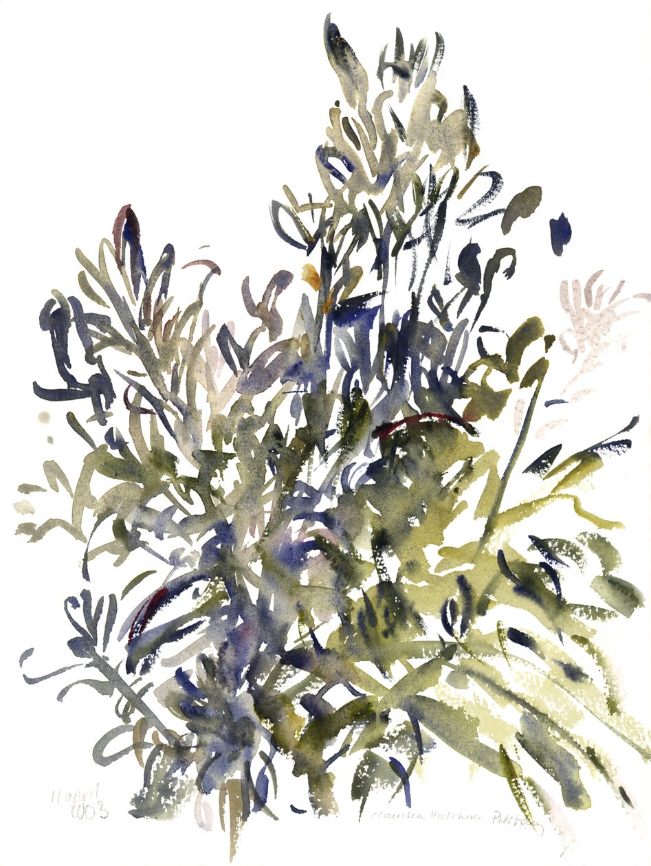 セネシオと他の植物、2003（水彩） 作： クラウディア・ハッチンズ・プエチャヴィ