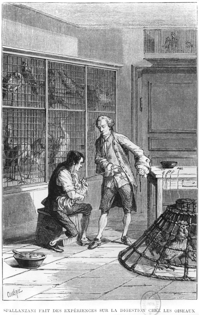 アボット・ラザロ・スパランツァーニ（1729-99）鳥の消化の生理学を調査、ルイ・フィグイエ（1819-94）パリの「動物の生活と習慣」からのイラスト1868年パリ（bw ph 作： クラベリー